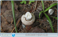 0_12ab5c_90cfc6ff_orig.png