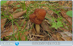 0_127e7e_9bb7b612_orig.png