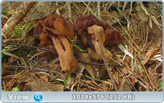 0_127e95_d8ece50a_orig.png