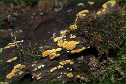 0_fd952_b0109744_orig.jpg