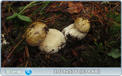 0_12adde_bd866422_orig.png