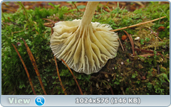 0_12afa0_11e07d99_orig.png