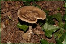 0_fcccd_158f03a8_orig.jpg