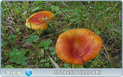 0_12c182_61ee1119_orig.png
