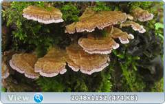 0_12a52a_8a06631a_orig.png