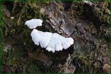 0_c5d87_9c07ba08_orig.jpg