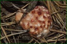 0_ea33c_430ef21_orig.jpg