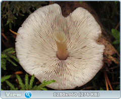 0_10b1a6_a3376a8b_orig.png