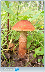0_102dd3_366a6e5a_orig.png