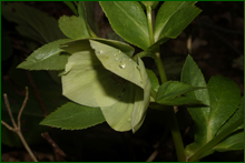 0_e09bb_b3600804_orig.png