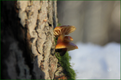 0_116238_e1f0463_orig.png