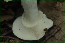 0_fc6ab_7a75555d_orig.jpg