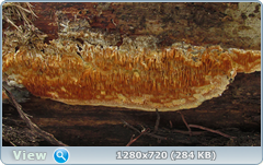 0_10208a_3994ed6f_orig.png