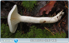 0_1105d1_79835ae9_orig.png