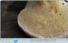 0_115eaf_7ed7b07c_orig.png