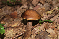 0_e5d74_320131c0_orig.png
