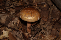0_e5d90_4c8106d9_orig.png