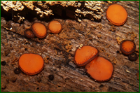 0_e5df8_b8488bb8_orig.png