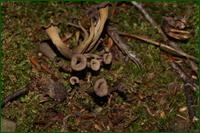 0_e5ddc_a1c99810_orig.png