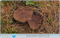 0_11cc29_a06a2148_orig.png