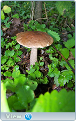 0_102dbd_f9fa45a7_orig.png