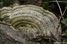 0_e1329_ffc26e58_orig.png