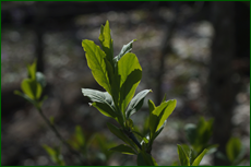 0_e1381_cfceef5c_orig.png