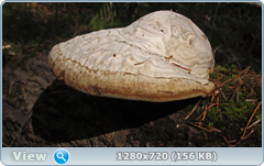 0_102795_a5985a50_orig.png