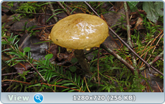 0_10dd50_39111ab_orig.png