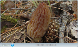 0_10561b_5d1a3cf3_orig.png