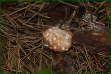 0_ea2e8_a2dcd706_orig.jpg