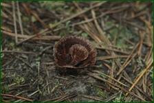0_ea314_586edfd6_orig.jpg
