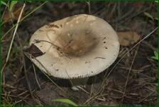 0_ea320_146743cd_orig.jpg