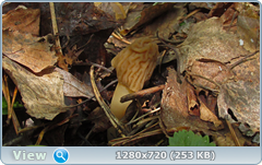 0_105516_13233dc9_orig.png