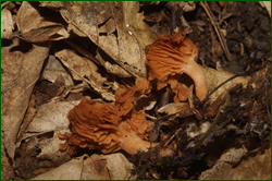 0_e0360_46ae188b_orig.png