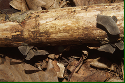 0_e0376_e5bd65c4_orig.png
