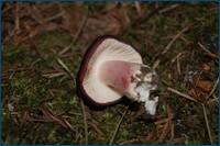 0_d4a97_81365769_orig.jpg