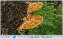 0_e7845_7871f34a_orig.png