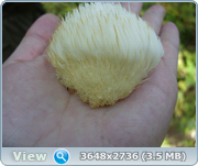 0_13123b_2721b76a_orig.png