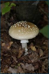 0_d091a_f88bb858_orig.jpg