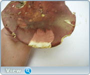 0_130557_6b92f5ea_orig.png