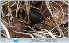 0_104173_a864876d_orig.png