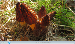 0_106597_43b447_orig.png