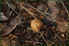 0_e1d98_ea3214aa_orig.png