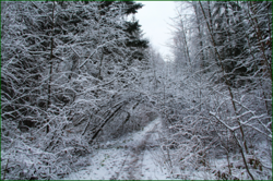 0_11191b_42e27bd5_orig.png