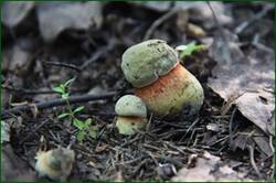 0_1267d5_907d2213_orig.jpg
