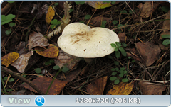 0_fc0d2_cc5883a4_orig.png