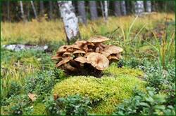 0_12f941_d2cf6cb8_orig.jpg