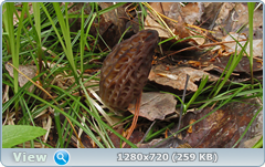 0_105ff6_f362c036_orig.png