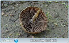 0_107e9d_d417137c_orig.png